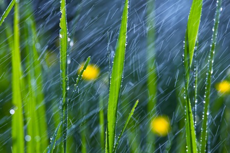rain in gardenの写真素材