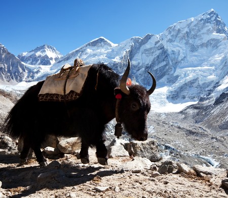 yak in Himalayaの写真素材