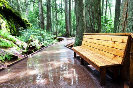 boardwalk in forestの写真素材