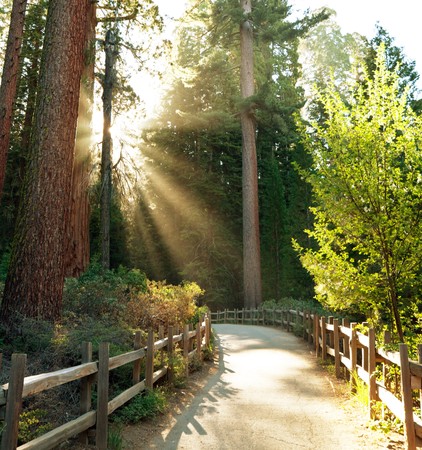 forest