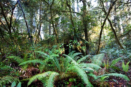 rain forest