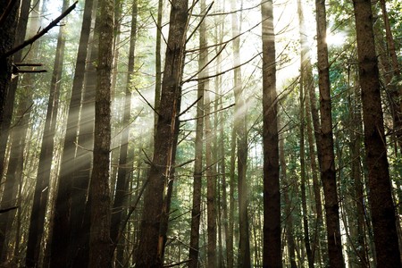 green forestの写真素材