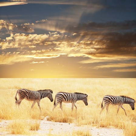 zebrasの写真素材