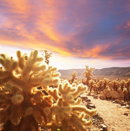 Cactus parkの写真素材