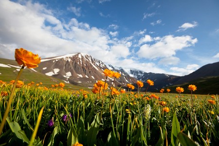 meadowの写真素材