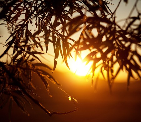 Sunset scene in savannahの写真素材