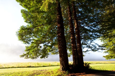 grassland at dawn