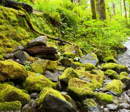 rain forestの写真素材