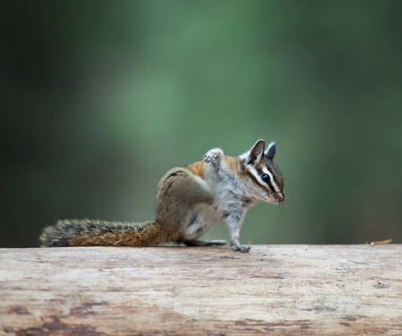 chipmunkの写真素材