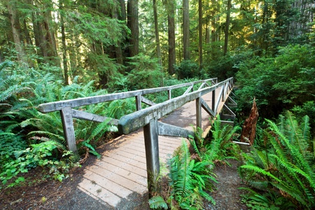 forestの写真素材