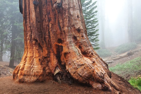 sequoia forest in fogの写真素材