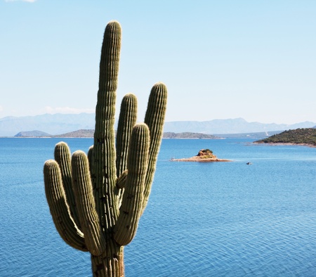 Cactus の写真素材