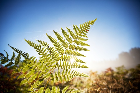 Green fernの写真素材
