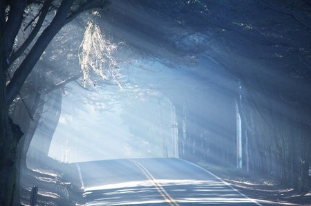 road in forestの写真素材