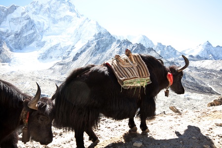 yak in Himalayaの写真素材
