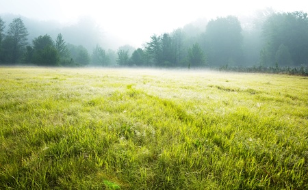 misty spring meadowの写真素材