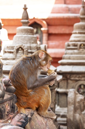 monkey in buddhist templeの写真素材