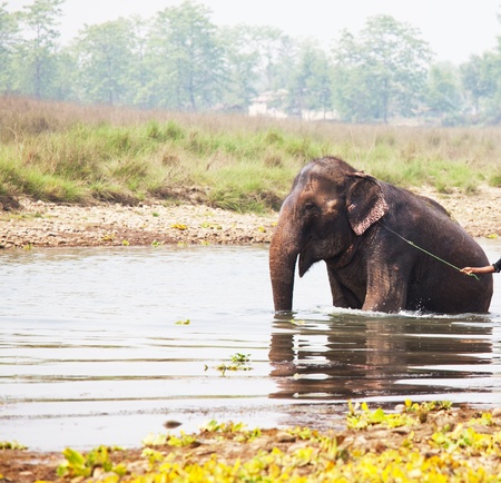 wash elephantの写真素材