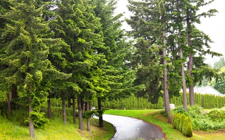 Road in the forest