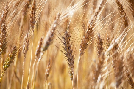 wheat