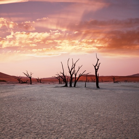 Dead valley in Namibiaの写真素材