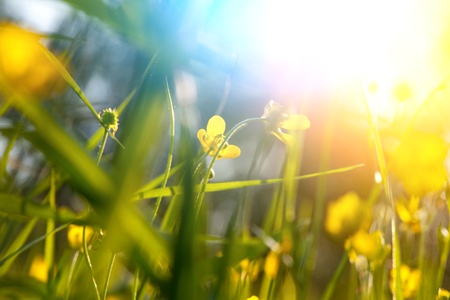 wet meadow