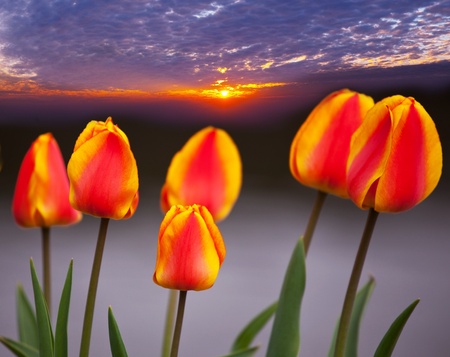 tulips at sunsetの写真素材