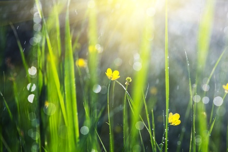 wet meadowの写真素材