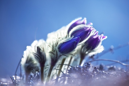 Flowersの写真素材