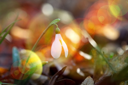 Flowersの写真素材