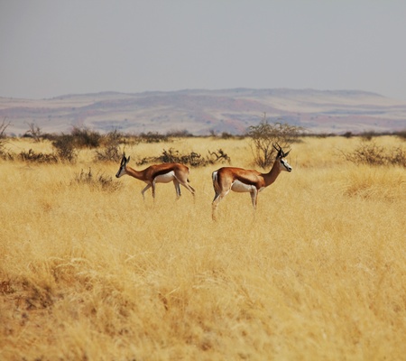 antelope in bushの写真素材