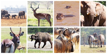 safariの写真素材