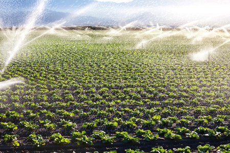Spring sprouts
