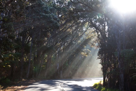 Sunny beams in hawaiian forest