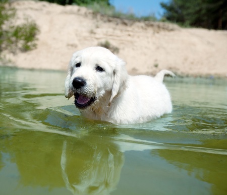 labrador