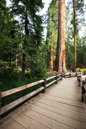 Forestの写真素材