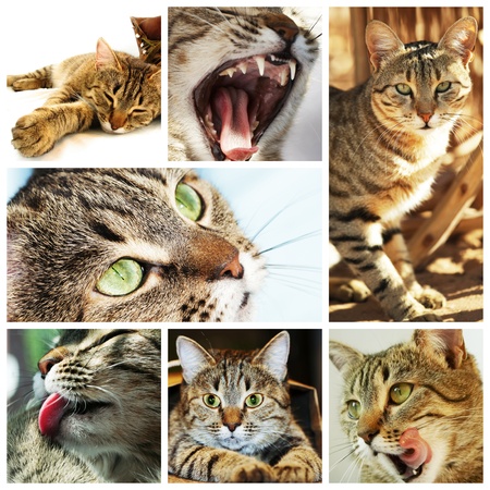 Cats collage