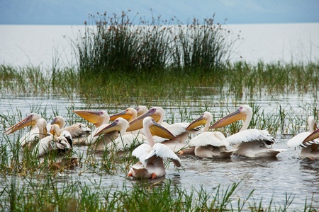 Pelican in parkの写真素材