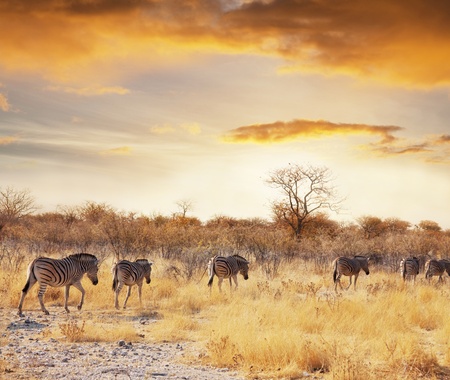 african safariの写真素材