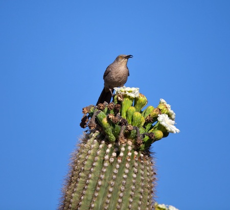 Cactus Wrenの写真素材