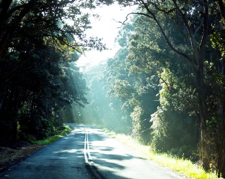 rain forest in Hawaiiの写真素材