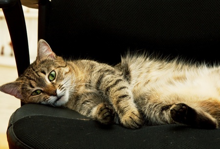 Relaxing catの写真素材