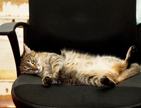 Relaxing catの写真素材