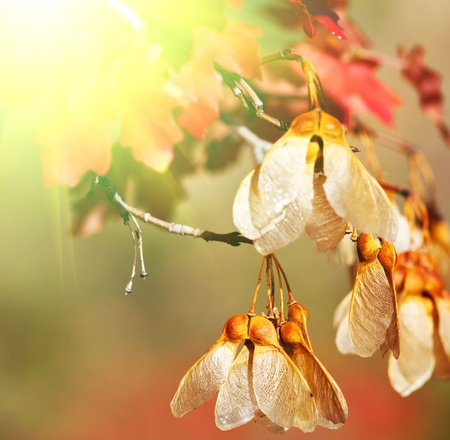 autumn treeの写真素材