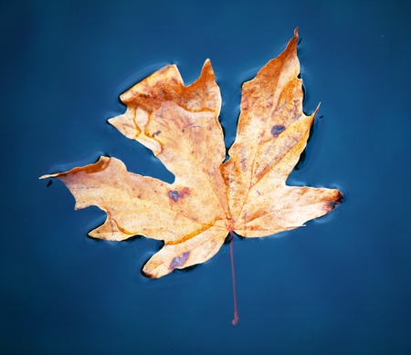 autumn laevesの写真素材