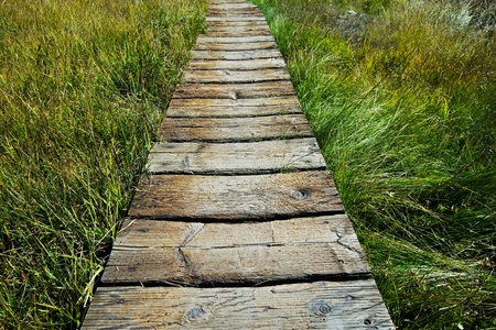 boardwalk in forestの写真素材