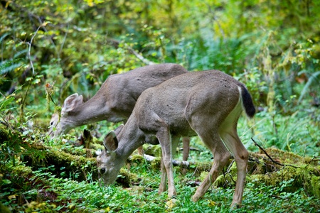 deers on meadow