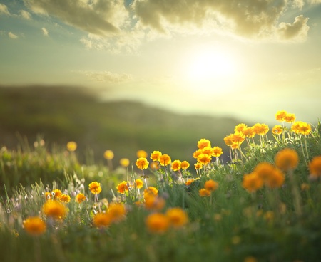 meadow at morningの写真素材