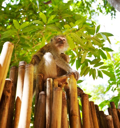 monkey in Thailandの写真素材