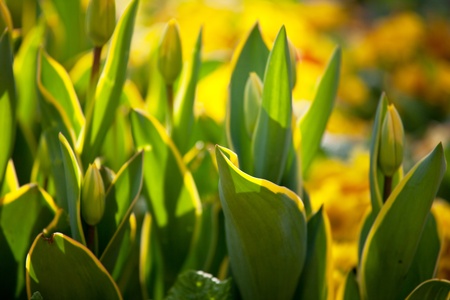tulipsの写真素材